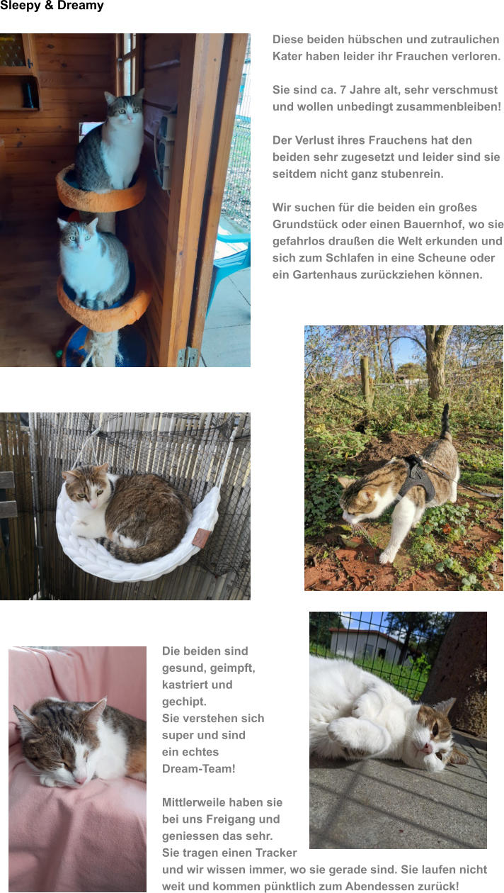Sleepy & Dreamy Diese beiden hbschen und zutraulichen Kater haben leider ihr Frauchen verloren.  Sie sind ca. 7 Jahre alt, sehr verschmust  und wollen unbedingt zusammenbleiben!  Der Verlust ihres Frauchens hat den  beiden sehr zugesetzt und leider sind sie  seitdem nicht ganz stubenrein.  Wir suchen fr die beiden ein groes  Grundstck oder einen Bauernhof, wo sie gefahrlos drauen die Welt erkunden und sich zum Schlafen in eine Scheune oder ein Gartenhaus zurckziehen knnen.     Die beiden sind  gesund, geimpft, kastriert und  gechipt.  Sie verstehen sich  super und sind  ein echtes  Dream-Team!   Mittlerweile haben sie  bei uns Freigang und  geniessen das sehr. Sie tragen einen Tracker und wir wissen immer, wo sie gerade sind. Sie laufen nicht weit und kommen pnktlich zum Abendessen zurck!
