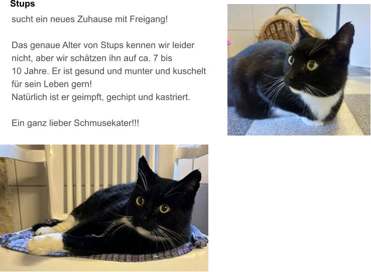 Stups sucht ein neues Zuhause mit Freigang!  Das genaue Alter von Stups kennen wir leider nicht, aber wir schtzen ihn auf ca. 7 bis  10 Jahre. Er ist gesund und munter und kuschelt  fr sein Leben gern! Natrlich ist er geimpft, gechipt und kastriert.  Ein ganz lieber Schmusekater!!!
