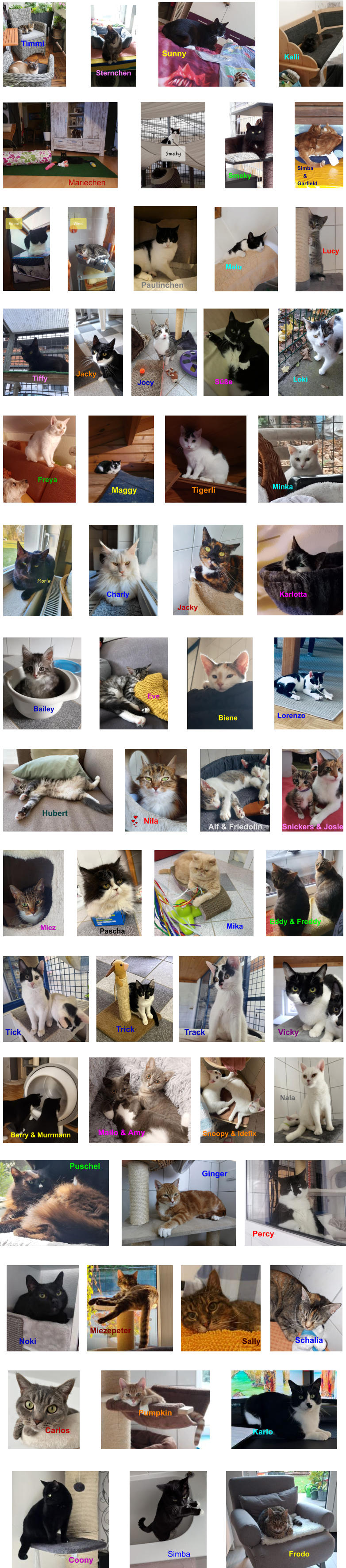 Paulinchen Lucy Malu Tiffy Jacky Joey S��e Loki Maggy Tigerli Minka Freya Smoky Mariechen Simba     & Garfield   Sternchen Timmi Sunny Kalli Charly Jacky Karlotta      Eve         Bailey         Biene Lorenzo Hubert Nila Alf & Friedolin  Snickers & Josie Miez Pascha Mika Eddy & Freddy Ginger Percy Puschel Tick Trick Track Vicky Mailo & Amy    Berry & Murrmann Snoopy & Idefix Nala Sally Noki Schalia Carlos Karlo Pumpkin                                Coony Simba Frodo