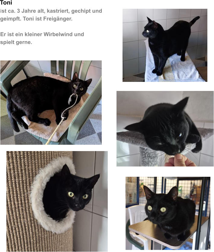 Toni ist ca. 3 Jahre alt, kastriert, gechipt und geimpft. Toni ist Freig�nger.   Er ist ein kleiner Wirbelwind und spielt gerne.
