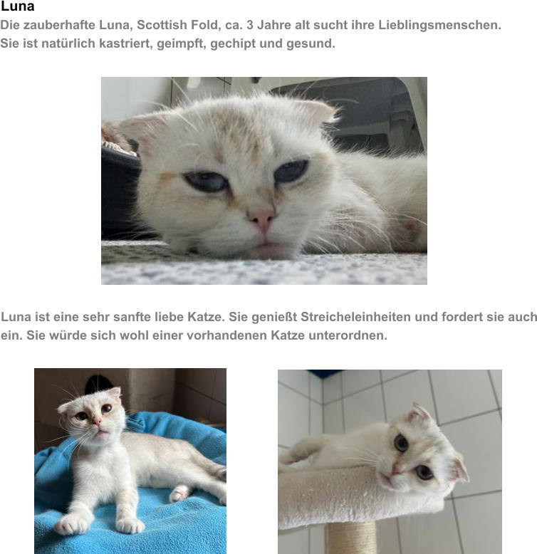 Luna Die zauberhafte Luna, Scottish Fold, ca. 3 Jahre alt sucht ihre Lieblingsmenschen. Sie ist nat�rlich kastriert, geimpft, gechipt und gesund.   Luna ist eine sehr sanfte liebe Katze. Sie genie�t Streicheleinheiten und fordert sie auch ein. Sie w�rde sich wohl einer vorhandenen Katze unterordnen.