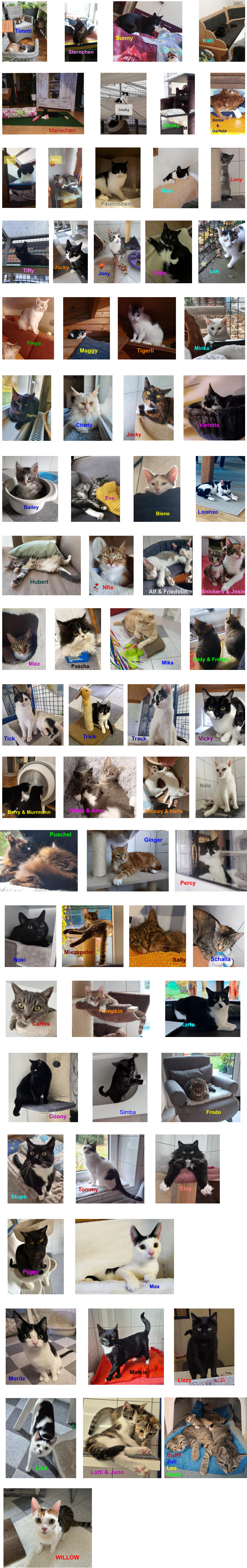 Paulinchen Lucy Malu Tiffy Jacky Joey S��e Loki Maggy Tigerli Minka Freya Smoky Mariechen Simba     & Garfield   Sternchen Timmi Sunny Kalli Charly Jacky Karlotta      Eve         Bailey         Biene Lorenzo Hubert Nila Alf & Friedolin  Snickers & Josie Miez Pascha Mika Eddy & Freddy Ginger Percy Puschel Tick Trick Track Vicky Mailo & Amy    Berry & Murrmann Snoopy & Idefix Nala Sally Noki Schalia Carlos Karlo Pumpkin                                Coony Simba Frodo Stups Tommy    Elay P�ppi Max Moritz Minkie Lizzy Lisa                       Lotti & Juno WILLOW           Buffy        Juli        Leo           Stella