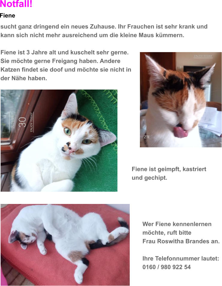 Notfall! Fiene sucht ganz dringend ein neues Zuhause. Ihr Frauchen ist sehr krank und kann sich nicht mehr ausreichend um die kleine Maus k�mmern.  Fiene ist 3 Jahre alt und kuschelt sehr gerne. Sie m�chte gerne Freigang haben. Andere  Katzen findet sie doof und m�chte sie nicht in  der N�he haben.    Fiene ist geimpft, kastriert  und gechipt.     Wer Fiene kennenlernen m�chte, ruft bitte  Frau Roswitha Brandes an.  Ihre Telefonnummer lautet: 0160 / 980 922 54