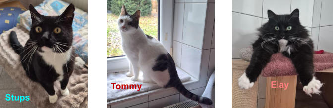 Stups Tommy    Elay