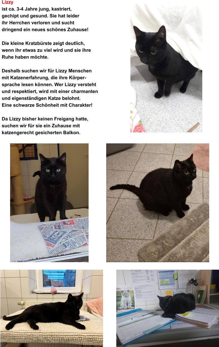 Lizzy ist ca. 3-4 Jahre jung, kastriert,  gechipt und gesund. Sie hat leider  ihr Herrchen verloren und sucht  dringend ein neues sch�nes Zuhause!   Die kleine Kratzb�rste zeigt deutlich,  wenn ihr etwas zu viel wird und sie ihre Ruhe haben m�chte.  Deshalb suchen wir f�r Lizzy Menschen  mit Katzenerfahrung, die ihre K�rper- sprache lesen k�nnen. Wer Lizzy versteht  und respektiert, wird mit einer charmanten und eigenst�ndigen Katze belohnt.  Eine schwarze Sch�nheit mit Charakter!   Da Lizzy bisher keinen Freigang hatte,  suchen wir f�r sie ein Zuhause mit  katzengerecht gesicherten Balkon.