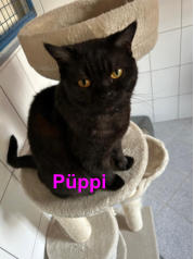 P�ppi