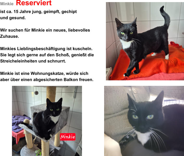 Minkie  Reserviert ist ca. 15 Jahre jung, geimpft, gechipt und gesund.  Wir suchen f�r Minkie ein neues, liebevolles  Zuhause.   Minkies Lieblingsbesch�ftigung ist kuscheln.  Sie legt sich gerne auf den Scho�, genie�t die  Streicheleinheiten und schnurrt.   Minkie ist eine Wohnungskatze, w�rde sich  aber �ber einen abgesicherten Balkon freuen.