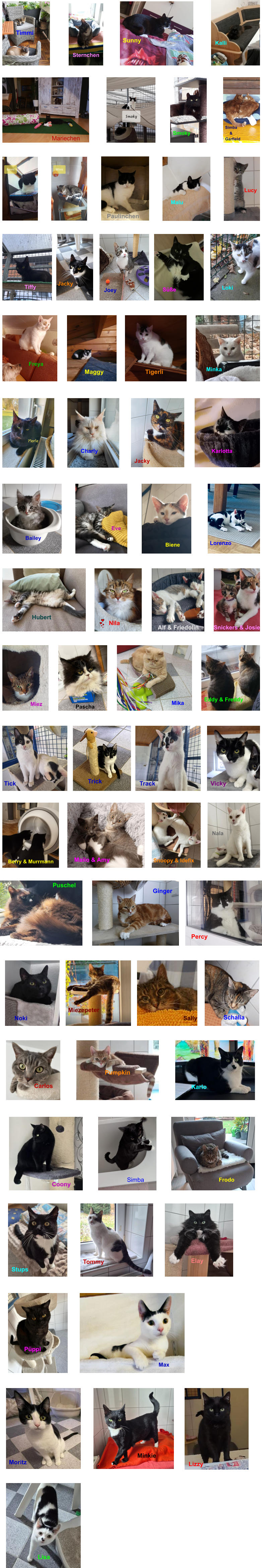 Paulinchen Lucy Malu Tiffy Jacky Joey S��e Loki Maggy Tigerli Minka Freya Smoky Mariechen Simba     & Garfield   Sternchen Timmi Sunny Kalli Charly Jacky Karlotta      Eve         Bailey         Biene Lorenzo Hubert Nila Alf & Friedolin  Snickers & Josie Miez Pascha Mika Eddy & Freddy Ginger Percy Puschel Tick Trick Track Vicky Mailo & Amy    Berry & Murrmann Snoopy & Idefix Nala Sally Noki Schalia Carlos Karlo Pumpkin                                Coony Simba Frodo Stups Tommy    Elay P�ppi Max Moritz Minkie Lizzy Lisa