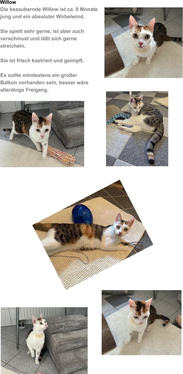 Willow Die bezaubernde Willow ist ca. 9 Monate jung und ein absoluter Wirbelwind.  Sie spielt sehr gerne, ist aber auch  verschmust und l��t sich gerne  streicheln.  Sie ist frisch kastriert und geimpft.  Es sollte mindestens ein gro�er Balkon vorhanden sein, besser w�re allerdings Freigang.