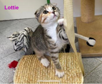 Lottie