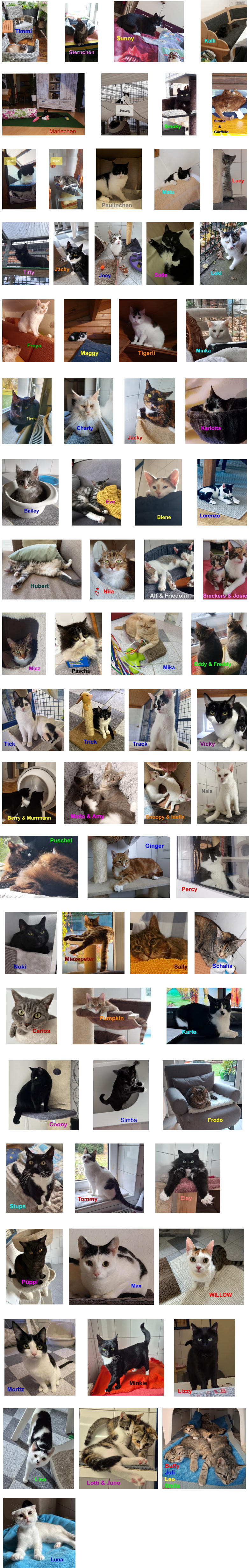Paulinchen Lucy Malu Tiffy Jacky Joey S��e Loki Maggy Tigerli Minka Freya Smoky Mariechen Simba     & Garfield   Sternchen Timmi Sunny Kalli Charly Jacky Karlotta      Eve         Bailey         Biene Lorenzo Hubert Nila Alf & Friedolin  Snickers & Josie Miez Pascha Mika Eddy & Freddy Ginger Percy Puschel Tick Trick Track Vicky Mailo & Amy    Berry & Murrmann Snoopy & Idefix Nala Sally Noki Schalia Carlos Karlo Pumpkin                                Coony Simba Frodo Stups Tommy    Elay P�ppi Moritz Minkie Lizzy Max Luna Lisa                       Lotti & Juno WILLOW           Buffy        Juli        Leo           Stella