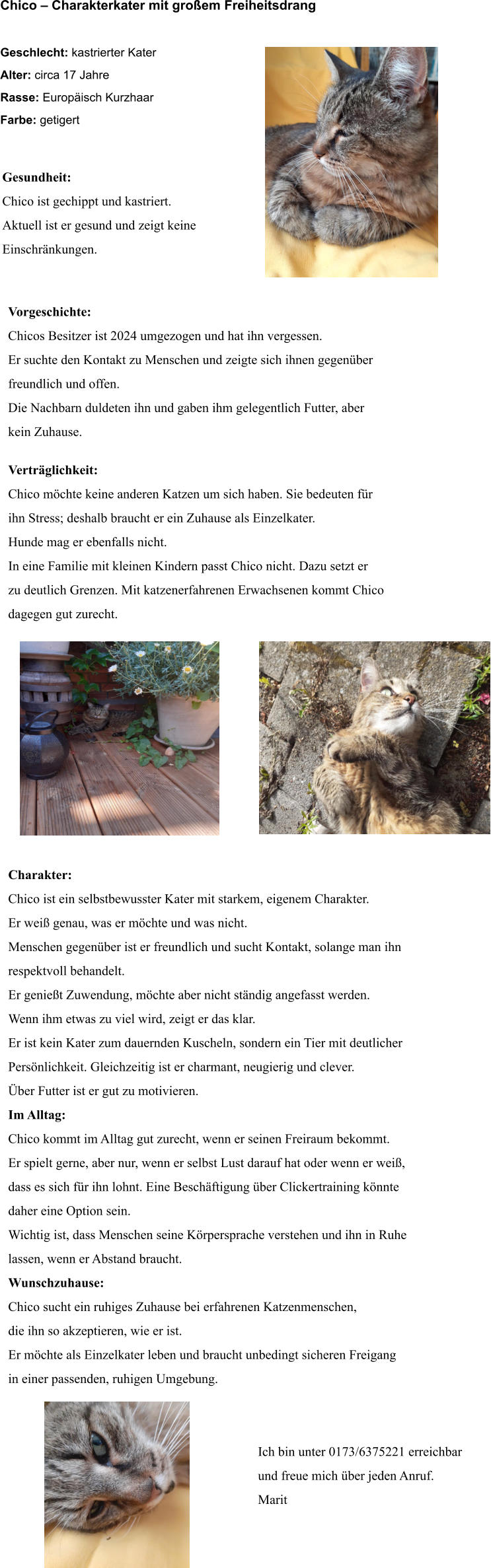 Chico � Charakterkater mit gro�em Freiheitsdrang  Geschlecht: kastrierter Kater Alter: circa 17 Jahre Rasse: Europ�isch Kurzhaar Farbe: getigert             Vorgeschichte: Chicos Besitzer ist 2024 umgezogen und hat ihn vergessen. Er suchte den Kontakt zu Menschen und zeigte sich ihnen gegen�ber freundlich und offen. Die Nachbarn duldeten ihn und gaben ihm gelegentlich Futter, aber kein Zuhause.          Vertr�glichkeit: Chico m�chte keine anderen Katzen um sich haben. Sie bedeuten f�r ihn Stress; deshalb braucht er ein Zuhause als Einzelkater. Hunde mag er ebenfalls nicht. In eine Familie mit kleinen Kindern passt Chico nicht. Dazu setzt er zu deutlich Grenzen. Mit katzenerfahrenen Erwachsenen kommt Chico dagegen gut zurecht.               Charakter: Chico ist ein selbstbewusster Kater mit starkem, eigenem Charakter. Er wei� genau, was er m�chte und was nicht. Menschen gegen�ber ist er freundlich und sucht Kontakt, solange man ihn  respektvoll behandelt. Er genie�t Zuwendung, m�chte aber nicht st�ndig angefasst werden. Wenn ihm etwas zu viel wird, zeigt er das klar. Er ist kein Kater zum dauernden Kuscheln, sondern ein Tier mit deutlicher Pers�nlichkeit. Gleichzeitig ist er charmant, neugierig und clever. �ber Futter ist er gut zu motivieren. Im Alltag: Chico kommt im Alltag gut zurecht, wenn er seinen Freiraum bekommt. Er spielt gerne, aber nur, wenn er selbst Lust darauf hat oder wenn er wei�, dass es sich f�r ihn lohnt. Eine Besch�ftigung �ber Clickertraining k�nnte daher eine Option sein. Wichtig ist, dass Menschen seine K�rpersprache verstehen und ihn in Ruhe lassen, wenn er Abstand braucht. Wunschzuhause: Chico sucht ein ruhiges Zuhause bei erfahrenen Katzenmenschen, die ihn so akzeptieren, wie er ist. Er m�chte als Einzelkater leben und braucht unbedingt sicheren Freigang in einer passenden, ruhigen Umgebung.   										 Ich bin unter 0173/6375221 erreichbar  und freue mich �ber jeden Anruf.  Marit    Gesundheit: Chico ist gechippt und kastriert. Aktuell ist er gesund und zeigt keine  Einschr�nkungen.
