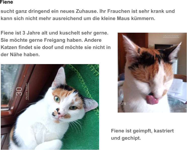 Fiene sucht ganz dringend ein neues Zuhause. Ihr Frauchen ist sehr krank und kann sich nicht mehr ausreichend um die kleine Maus k�mmern.  Fiene ist 3 Jahre alt und kuschelt sehr gerne. Sie m�chte gerne Freigang haben. Andere  Katzen findet sie doof und m�chte sie nicht in  der N�he haben.    Fiene ist geimpft, kastriert  und gechipt.