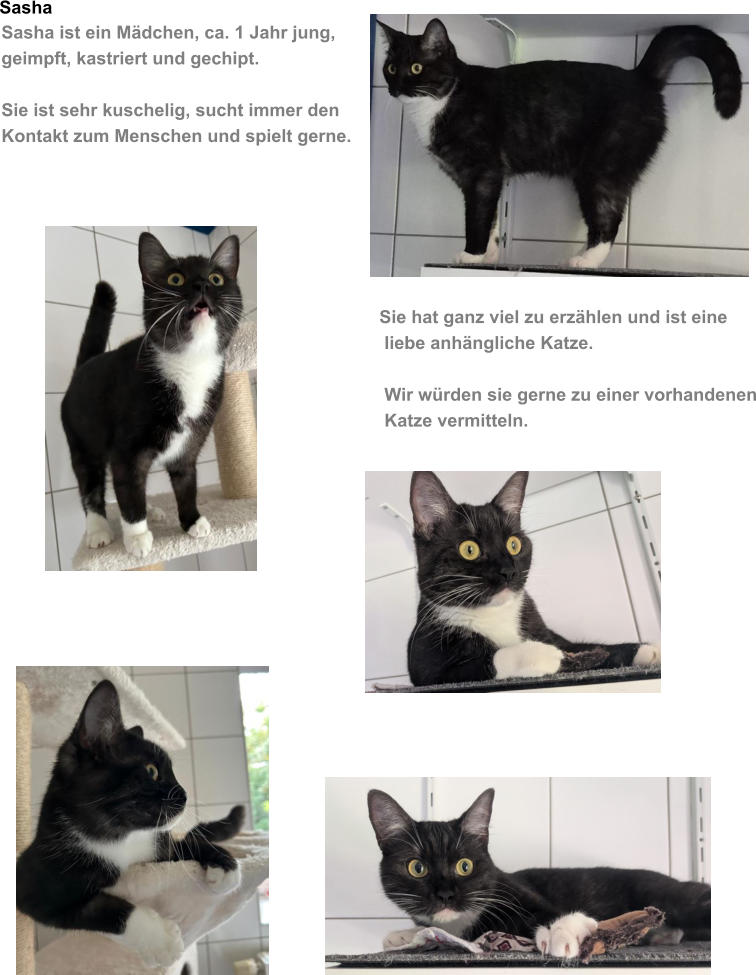 Sasha Sasha ist ein M�dchen, ca. 1 Jahr jung, geimpft, kastriert und gechipt.  Sie ist sehr kuschelig, sucht immer den Kontakt zum Menschen und spielt gerne.        Sie hat ganz viel zu erz�hlen und ist eine  liebe anh�ngliche Katze.   Wir w�rden sie gerne zu einer vorhandenen  Katze vermitteln.