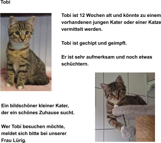 Tobi Tobi ist 12 Wochen alt und k�nnte zu einem vorhandenen jungen Kater oder einer Katze vermittelt werden.  Tobi ist gechipt und geimpft.  Er ist sehr aufmerksam und noch etwas  sch�chtern.   Ein bildsch�ner kleiner Kater,  der ein sch�nes Zuhause sucht.  Wer Tobi besuchen m�chte,  meldet sich bitte bei unserer Frau L�rig.